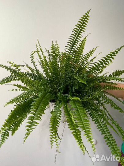 Папоротник нефролепис