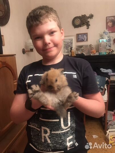 Ручной нежный крольчонок