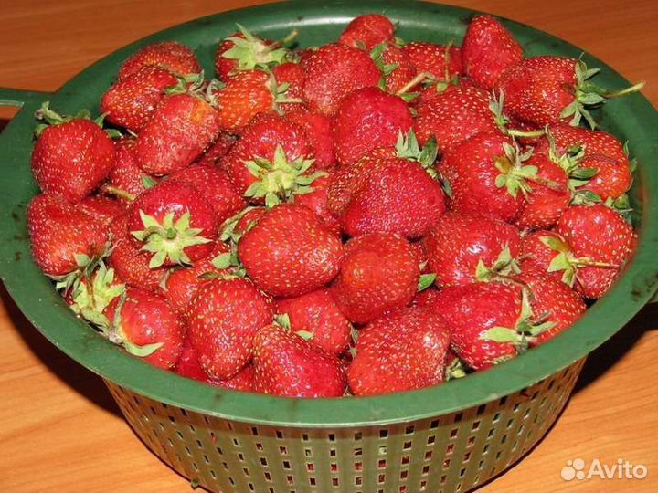 Клубника расада