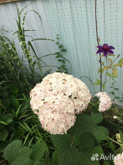 Гортензия древовидная зимостойкая