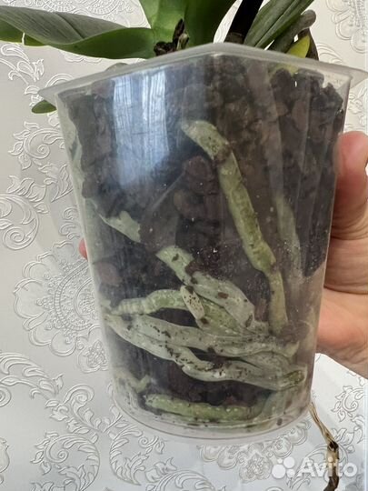 Орхидея фаленопсис кимоно бабочка