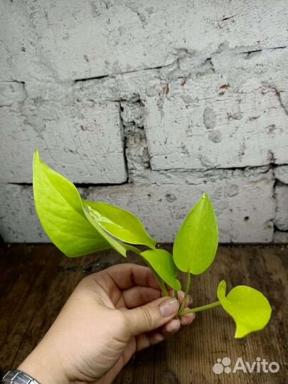 Эпипремнум, сансевиерия, ипомея, клеродендрум