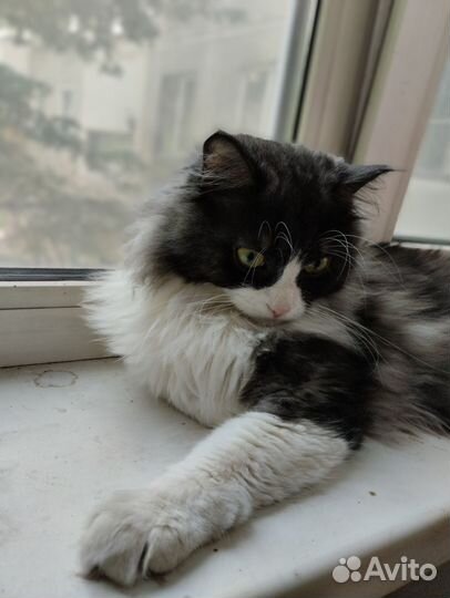 Котик в добрые руки