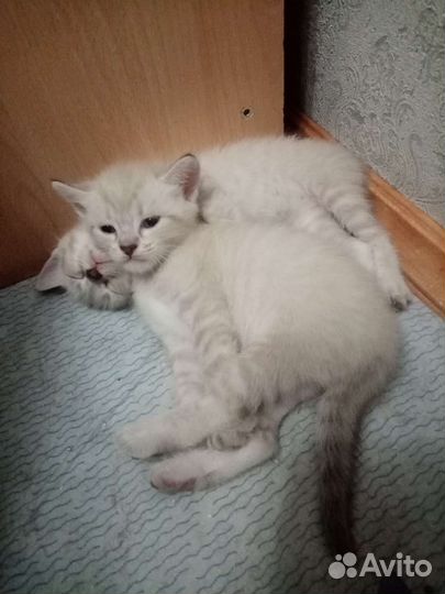 Кошки в добрые руки бесплатно