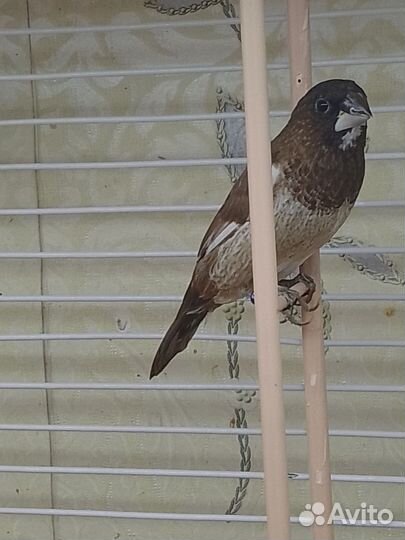 Японские амадины