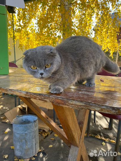 Отдам в добрые руки