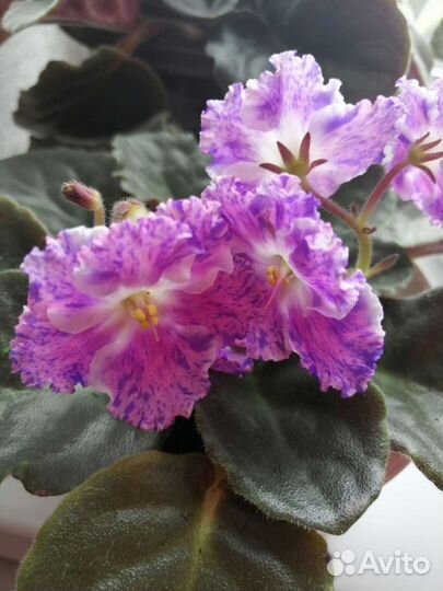 Фиалки продажа