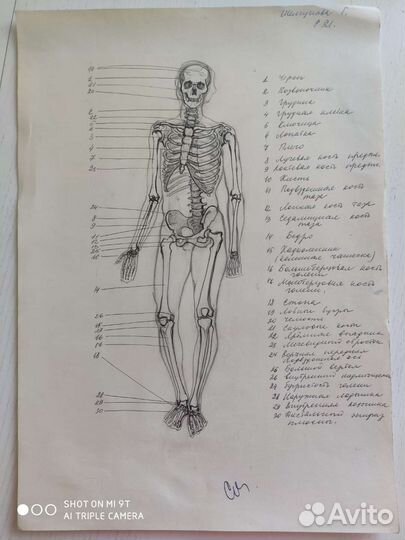 Анатомические рисунки, прошлый век, СССР