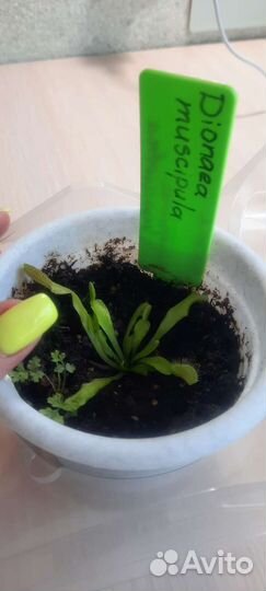 Венерина мухоловка Dionaea muscipula