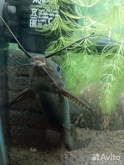 Синодонтис