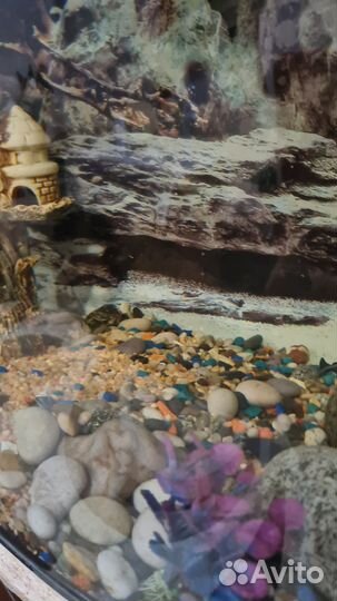 Аквариум с тумбой 155 л