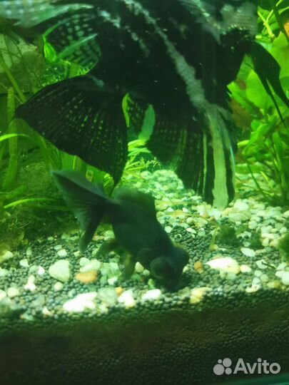 Скалярия,неон,фуркато,тернеции,гурами,молли,кревет