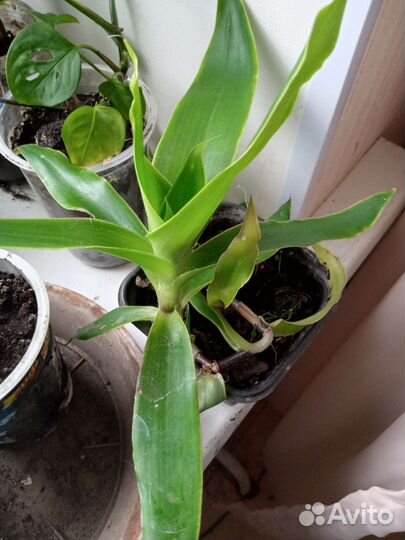 Комнатные цветы