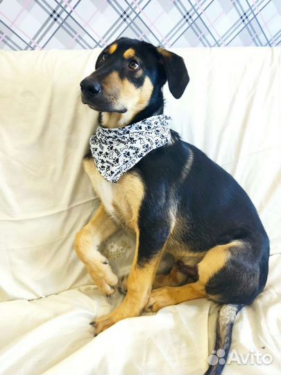 Щенок.4 месяца.В добрые руки