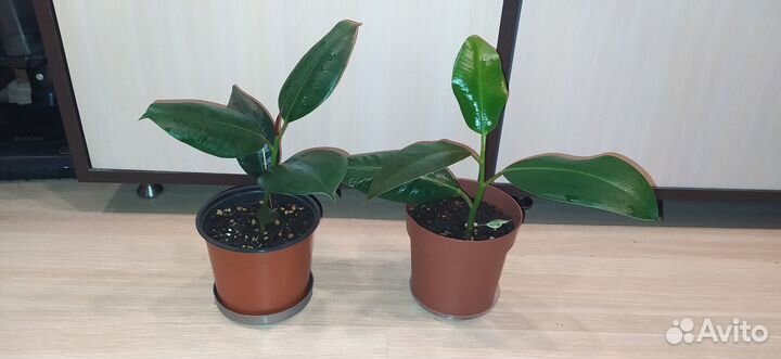 Фикус Каучуконосный Робуста