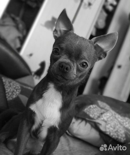 Вязка Чихуахуа