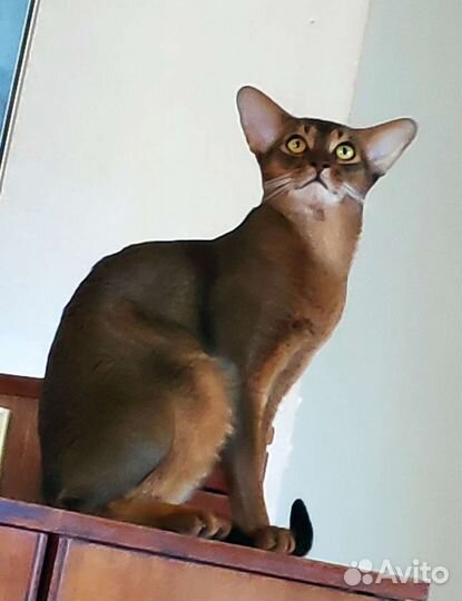 Аби кот - вязка. Возможна продажа