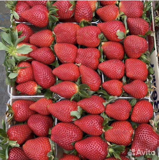 Клубника свежая Азербайджанская