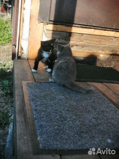 Котята в добрые руки