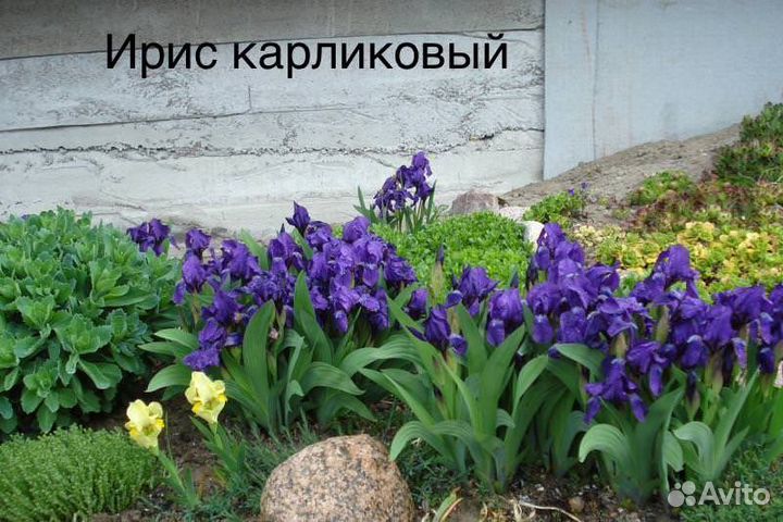 Живучка ползучая, примула, стахис и др