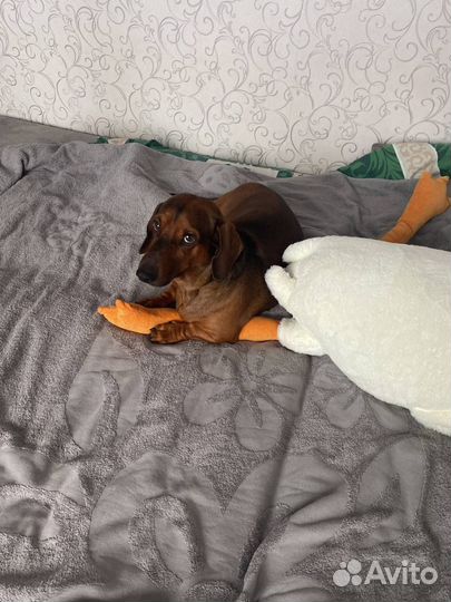 Вязка Такса