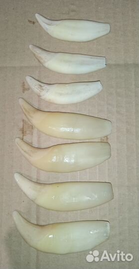 Имитация клык медведя