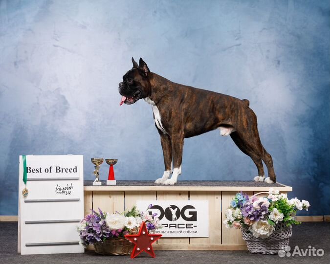 Вязка собак, порода боксёр