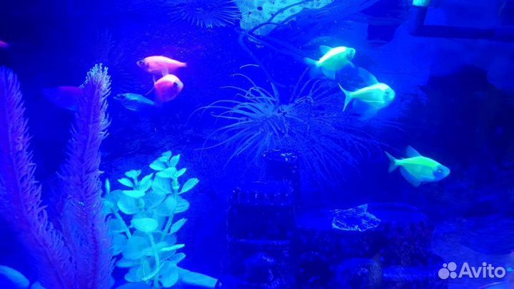 Аквариум