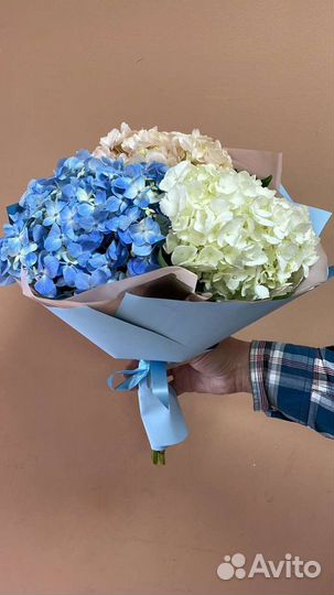 Гортензия. За одну