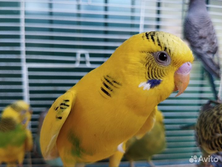 Волнистый попугай молодые