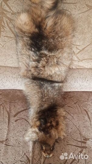 Шкура писца