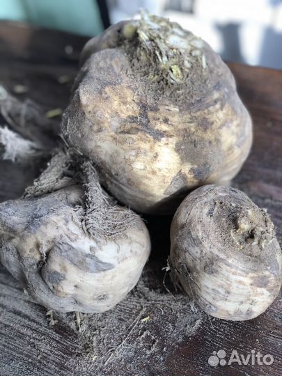 Редька дайкон, маргеланская, черная. Свекла