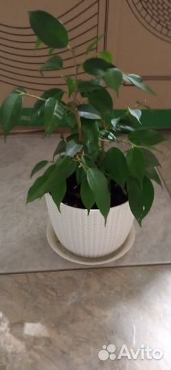 Фикус бенджамина Наташа