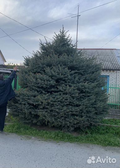 Ель голубая, Ель зеленая, Туя, Буксус, Самшит