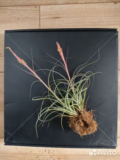 Тилландсии атмосферные