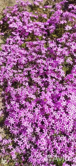 Флокс шиловидный