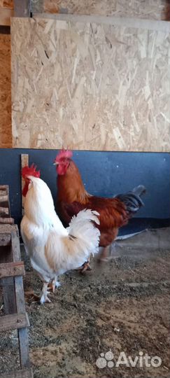 Молодые петухи