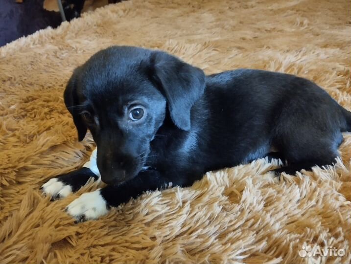 Щенок девочка 1.5 месяца