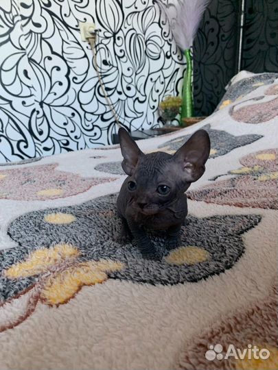 Котята Канадского сфинкса