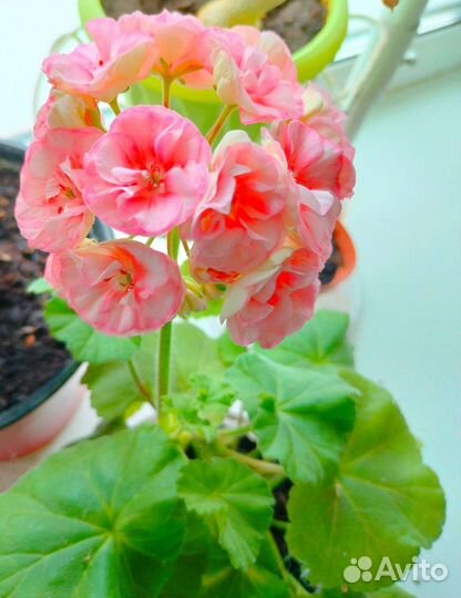 Пеларгония герань зонартик махровая