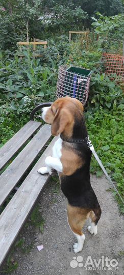 Кобель вязка Бигль