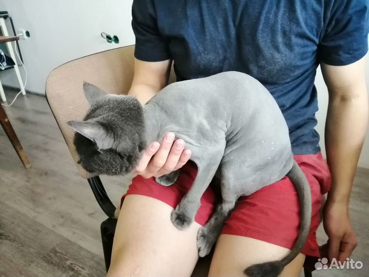 Ветеринарный врач Оренбург