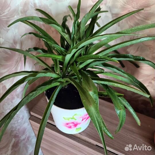 Хлорофитум