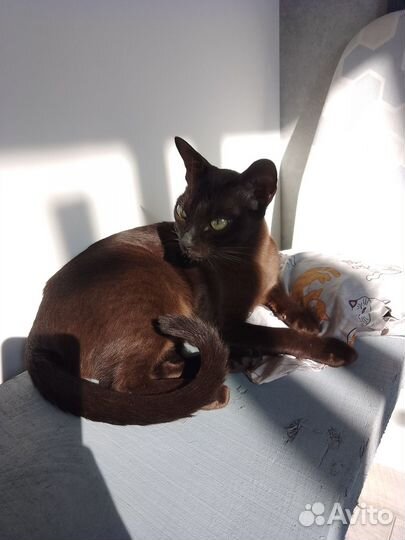 Котята бурманской кошки