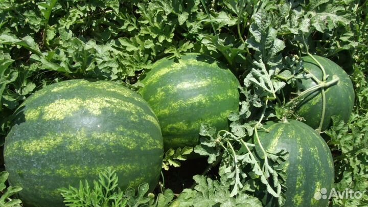 Арбузы оптом