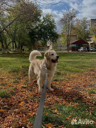 Передержка животных на время отпуска