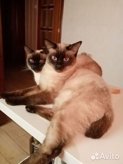 Продам котят
