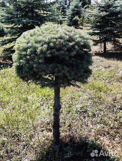 Ель Глаука предзаказ