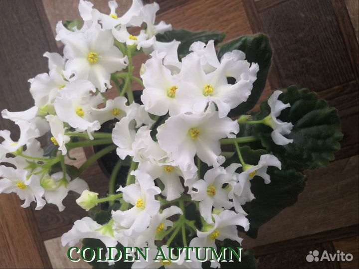 Сортовые фиалки цветущие