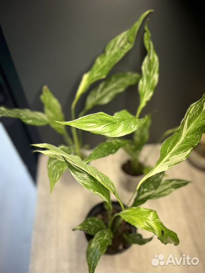 Алоказия Хойя Аглонема Фикус Абиджан спатифилиум